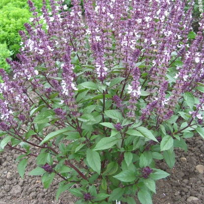 Picture of Organic Basil Cinnamon